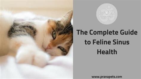 The Complete Guide To Feline Sinus Health Sinus Health Cat Health