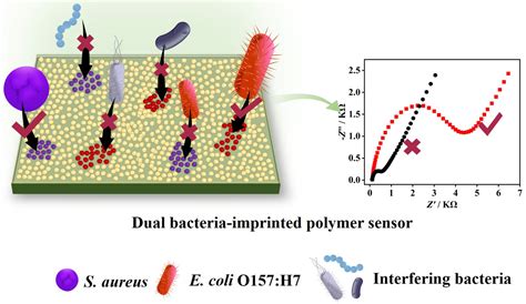 A Novel Dual Bacteria Imprinted Polymer Sensor For Highly Selective And