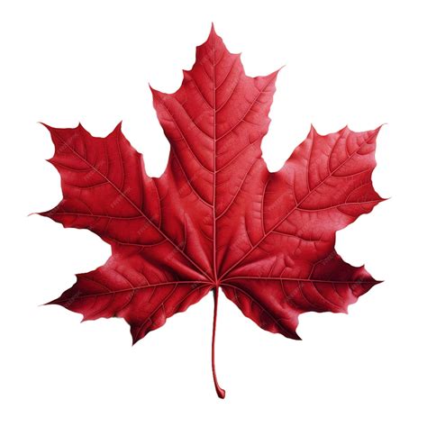 Premium AI Image | red maple leaf isolated on white
