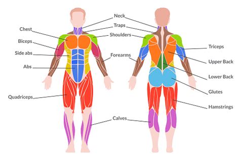 Human Muscular System Stock Illustration Download Image Now Istock