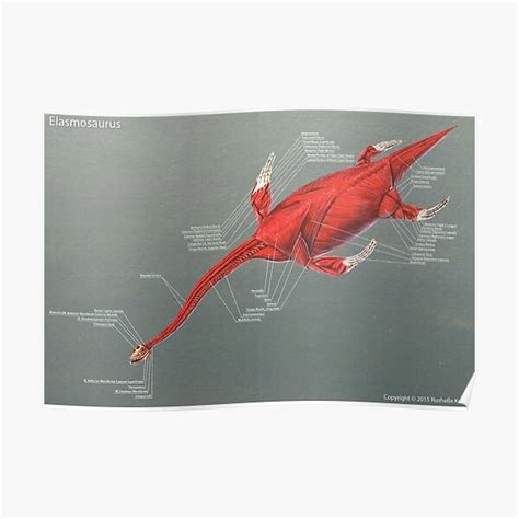 Elasmosaurus Muscle Study Poster By Thedragonofdoom Redbubble