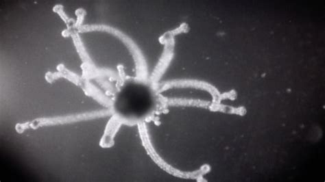 How Some Jellyfish Are Born (1960) | MUBI