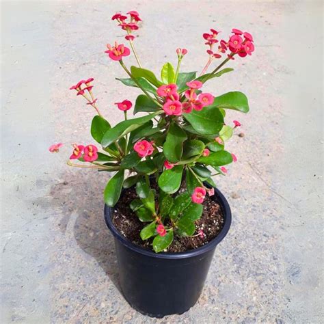 Euphorbia ‘Milii’ – blozem