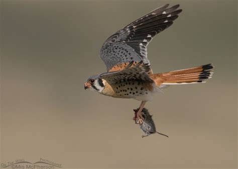 Male American Kestrel In Flight With A Vole On The Wing Photography