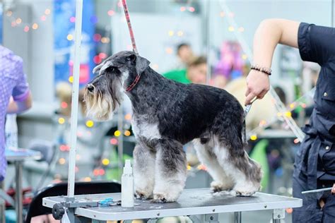 7 Miniature Schnauzer Haircuts (With Pictures) – Dogster