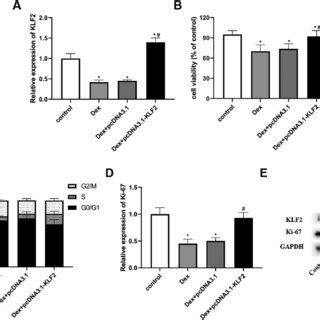 Overexpression Of Klf Inhibits Dex Induced Apoptosis Of Gpcs Gpcs