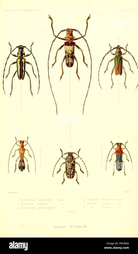 Archives Entomologiques Ou Recueil Contenant Des Illustrations D