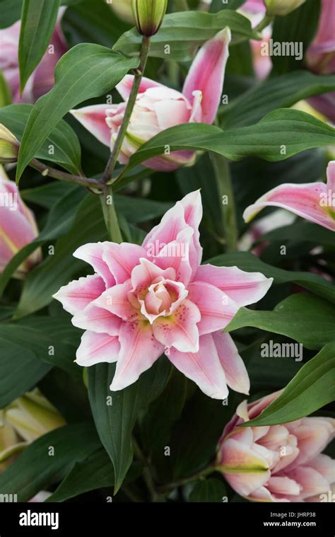 Lilium Roselily 'Isabella. Roselily Oriental Double Flower Stock Photo ...