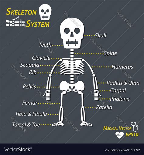 Human Skeleton And All Name Of Bone Royalty Free Vector