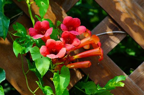 7 Piante Rampicanti Con Fiori Perfette Per Un Esterno Colorato Nomi E Foto