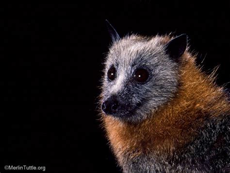 Grey-headed Flying Foxes Find Friends in Bendigo Park, Australia ...