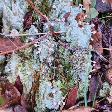 Pink Earth Lichen Dibaeis Baeomyces Western Carolina Botanical Club