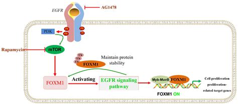 Biomolecules Free Full Text Foxm1 Functional Roles Of Foxm1 In Non