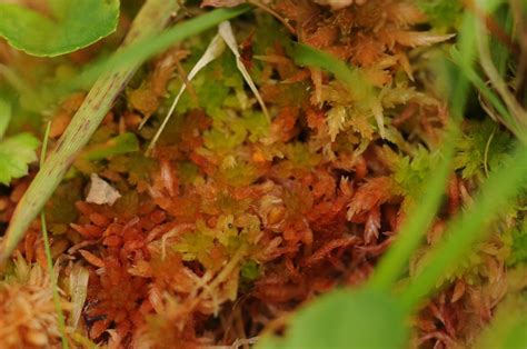 Lustrous Bog Moss Bryophyta Mosses Of Vancouver Island Inaturalist Nz