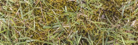 How To Stop Lawn Moss Prevent Lawn Moss Turfonline