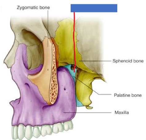 Pterygopalatine Fossa Flashcards Quizlet