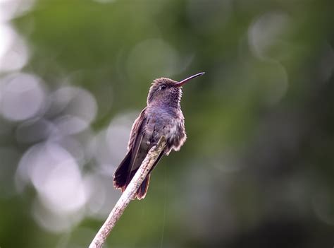 Foto Beija Flor De Peito Azul Chionomesa Lactea Por Frederico