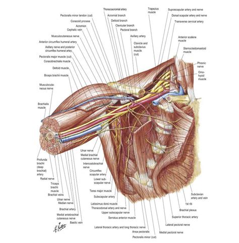 Axilla Anatomy - Anatomical Charts & Posters