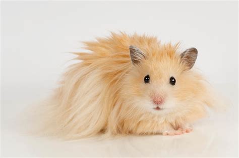 Premium Photo | Fluffy syrian hamster on a light background