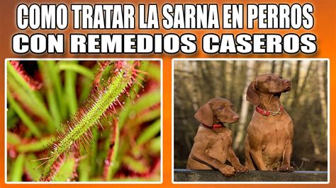 COMO TRATAR LA SARNA EN PERROS CON REMEDIOS CASEROS YouTube