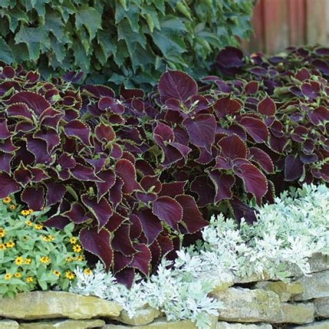 Каталог Колеус гибридный (Coleus x hybrida) Premium Sun Chocolate Mint ...