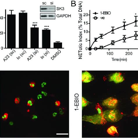 SK Channel Is Required For Ionophore Mediated NETosis A Human