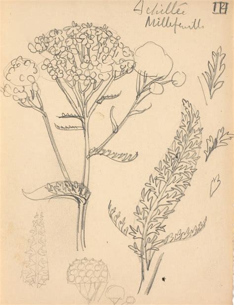 Fleurs d achillée mille feuille Eugène Grasset Musée d Orsay