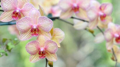 Mon orchidée fane comment la faire refleurir à tous les coups