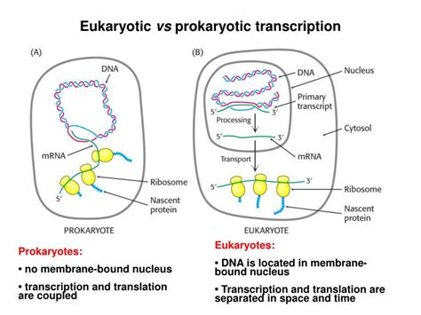 Ppt Elongation Phase Transcription Bubble Powerpoint Presentation