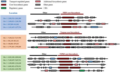 A Genome-Wide Comparison of Rice False Smut Fungus Villosiclava virens
