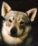 Swedish Vallhund puppies for sale - Swedish Vallhund breeders