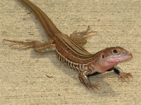 Whiptail Lizards Pictures and Identification - Green Nature