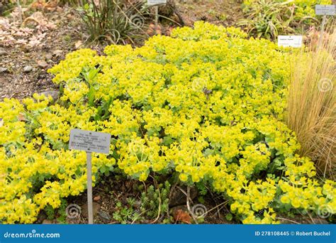 Cypress Spurge Or Euphorbia Cyparissias In Zurich In Switzerland Stock