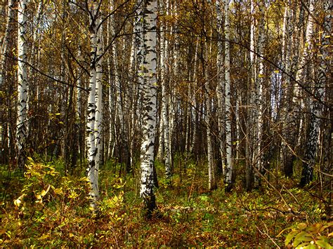 Pictures Birch Autumn Nature Forests Trees