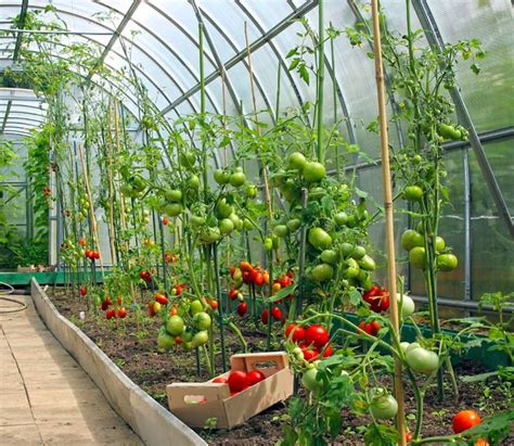 Culture De La Tomate Jardin De L Oiseau Moqueur