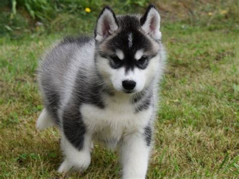 Des Chiots Huskies De Sib Rie Lof Disponibles L Achat Petite