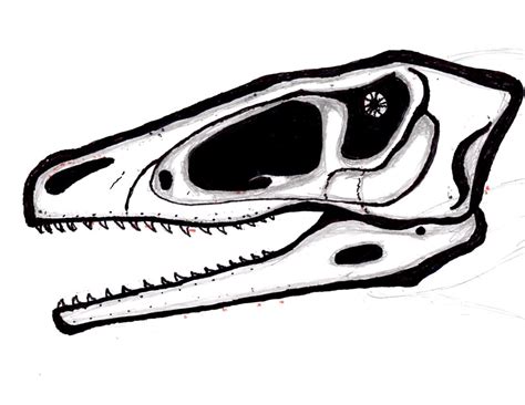 Dinosaur Skull Drawing at GetDrawings | Free download