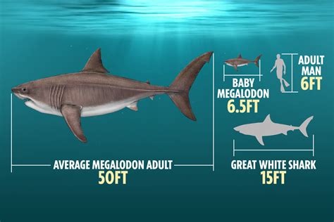 Giant baby megalodon sharks were born the size of HUMANS by gobbling