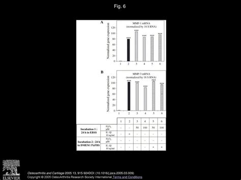 Comparative effects of IL-1β and hydrogen peroxide (H2O2) on catabolic ...