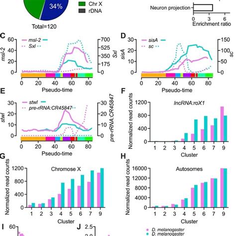 Sex Specific Transcription And Dosage Compensation In The ~3h Embryo Download Scientific