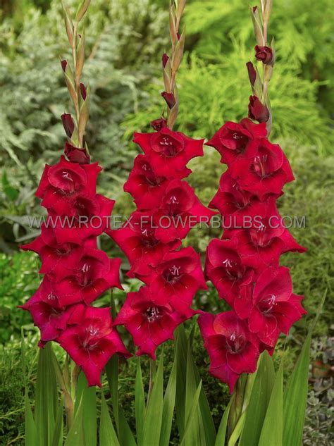 Gladiolus Large Flowering Plum Tart Cm P Binbox Rotex