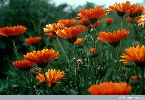 Calendula officinalis (Calendula, Calendula (Pot Marigold), Common ...