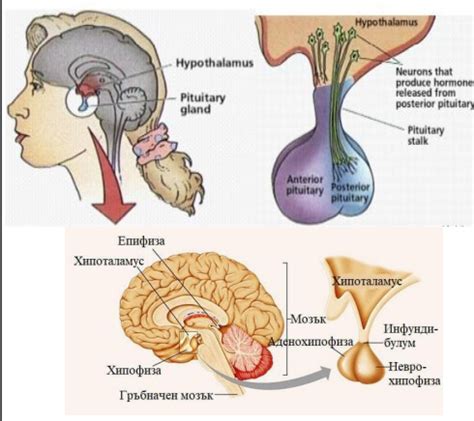 Pituitary And Hypothalamic Hormones Hypothalamic Pituitary Axis