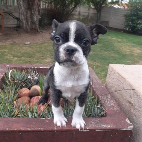 Miniature Blue Boston Terrier Puppy In Boksburg Public Ads 179701