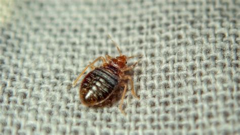 Bed Bug Bites Treatment How To Identify Treat And Prevent Them Frontrow