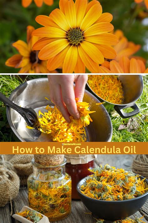 how to make calendula oil
