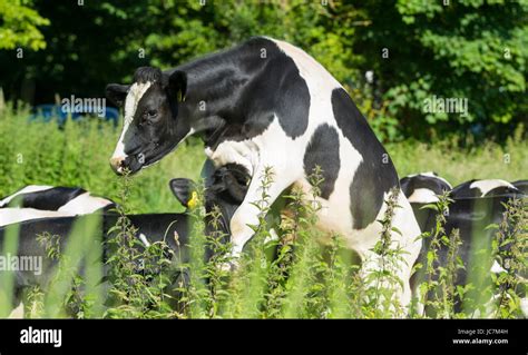 Cow mating. Black and white cows in a field mating in Summer in the Stock Photo: 145228289 - Alamy