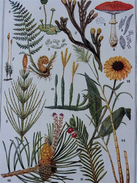 1880 Types of Plant Life Original Antique Lithograph, 10 x 12 inches ...