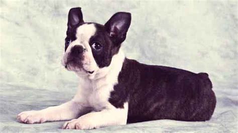 Boston Terrier Breed Information Petcarerx