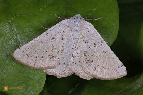 Spanner Bild Bestellen Naturbilder Bei Wildlife Media